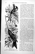 Antique Print Slender Shear-Tail Humming-Bird Sword-Bill Humming-Bird C1890