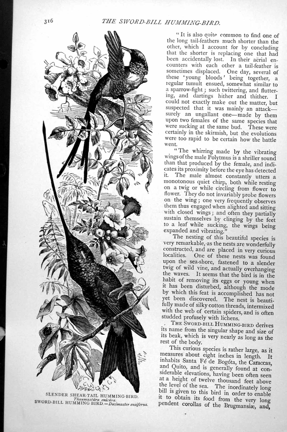 Antique Print Slender Shear-Tail Humming-Bird Sword-Bill Humming-Bird C1890