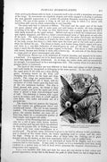 Old Antique Print Copper-Bellied Puff-Leg Humming-Bird Eriocnemis C1890 19th
