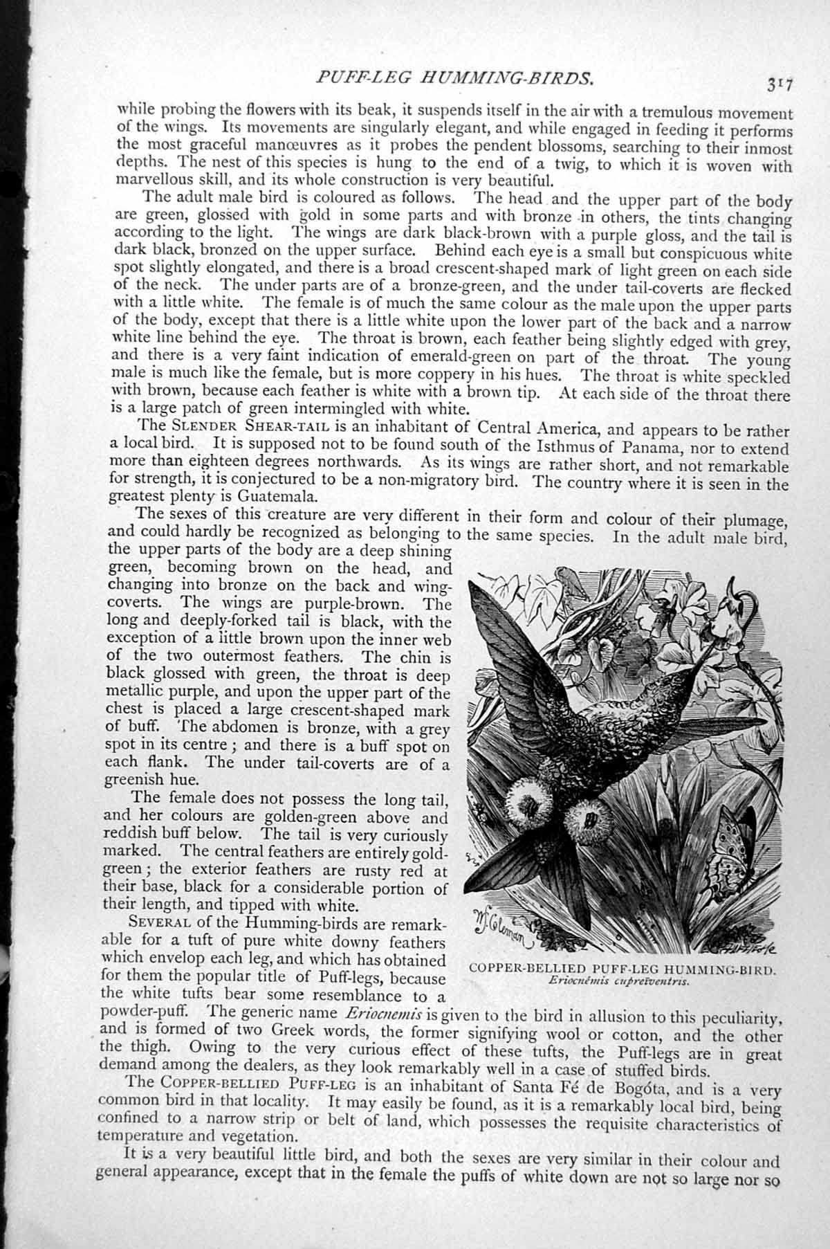 Old Antique Print Copper-Bellied Puff-Leg Humming-Bird Eriocnemis C1890 19th