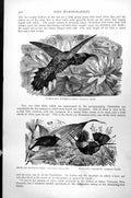 Antique Old Print Sickle-Bill Humming-Bird Snow-Cap Spangled Coquette C1890