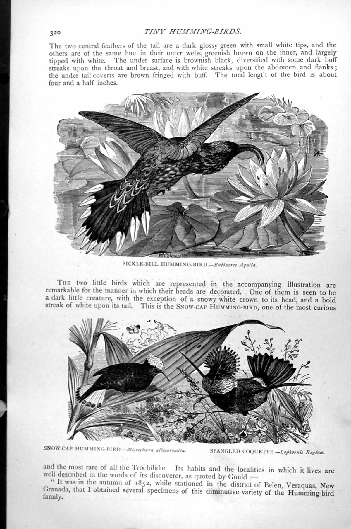Antique Old Print Sickle-Bill Humming-Bird Snow-Cap Spangled Coquette C1890