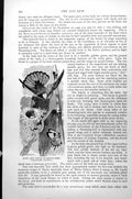 Antique Old Print Ruby And Topaz Humming-Bird Chrysolampis Moschitus C1890 19th