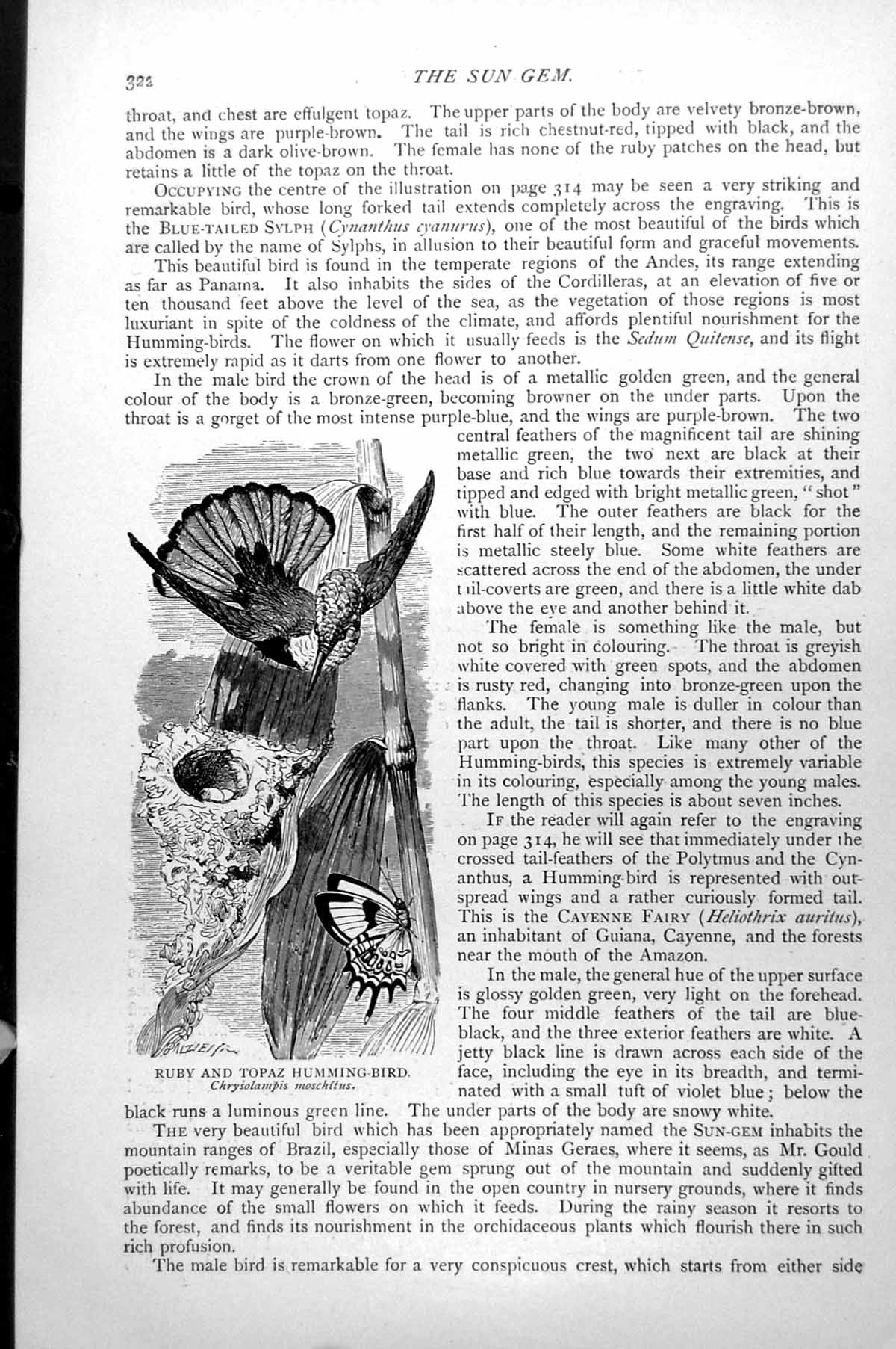 Antique Old Print Ruby And Topaz Humming-Bird Chrysolampis Moschitus C1890 19th