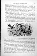 Antique Old Print Vervain Humming-Bird Nest Butterfly Mellisuga Minima C1890
