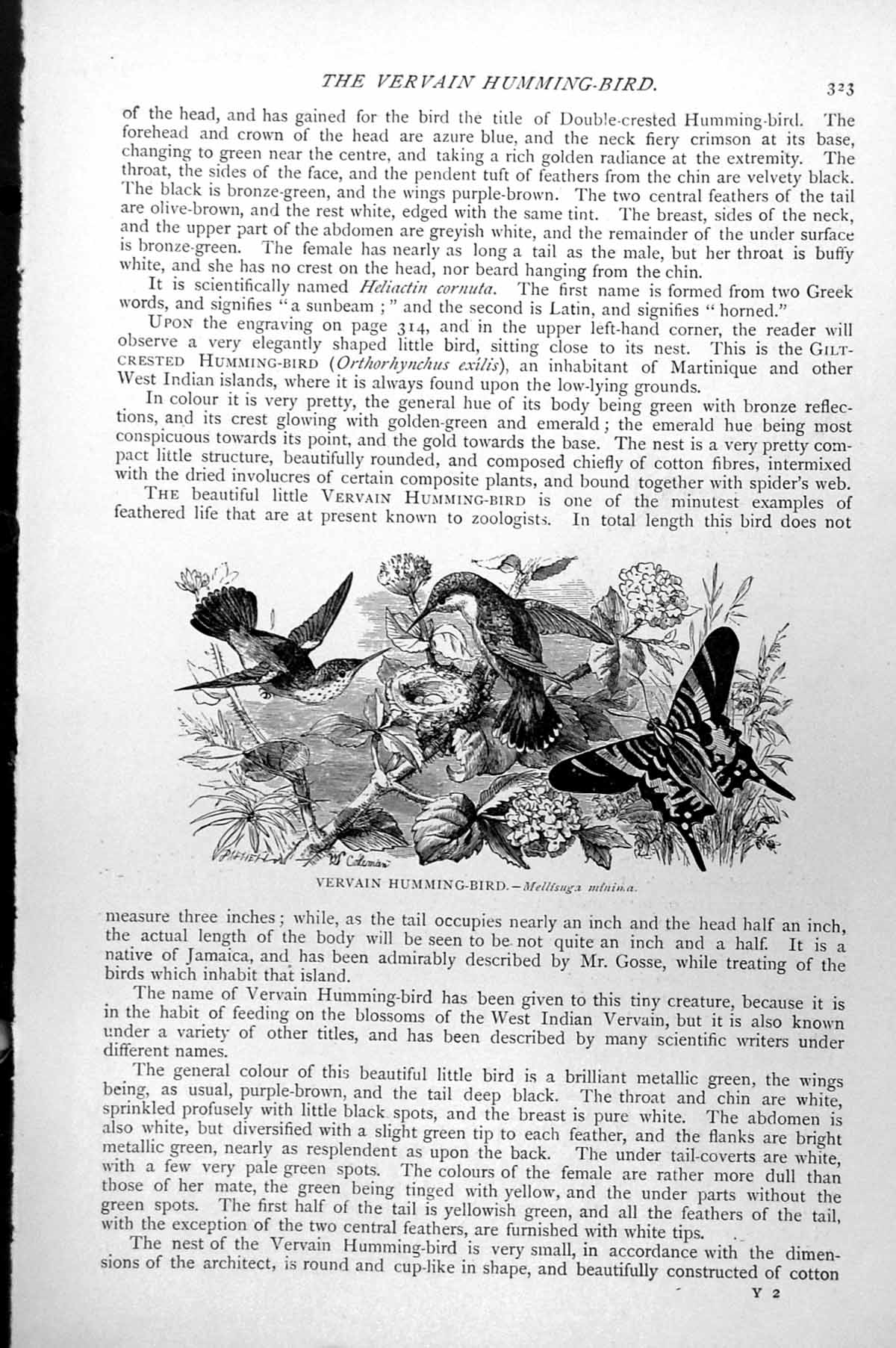 Antique Old Print Vervain Humming-Bird Nest Butterfly Mellisuga Minima C1890