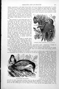 Antique Old Print Common Tree Creeper Certhia Familiaris Huthatch Sitta C1890