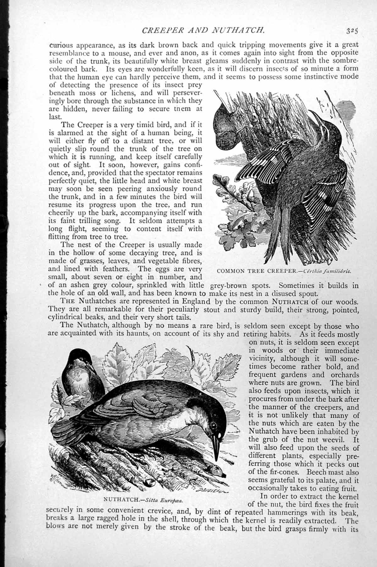 Antique Old Print Common Tree Creeper Certhia Familiaris Huthatch Sitta C1890