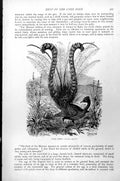 Original Old Antique Print Lyre Bird Menura Superba C1890 19th