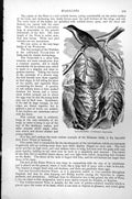Original Old Antique Print Tailor Bird Rthotomus Longicaudus C1890 Victorian