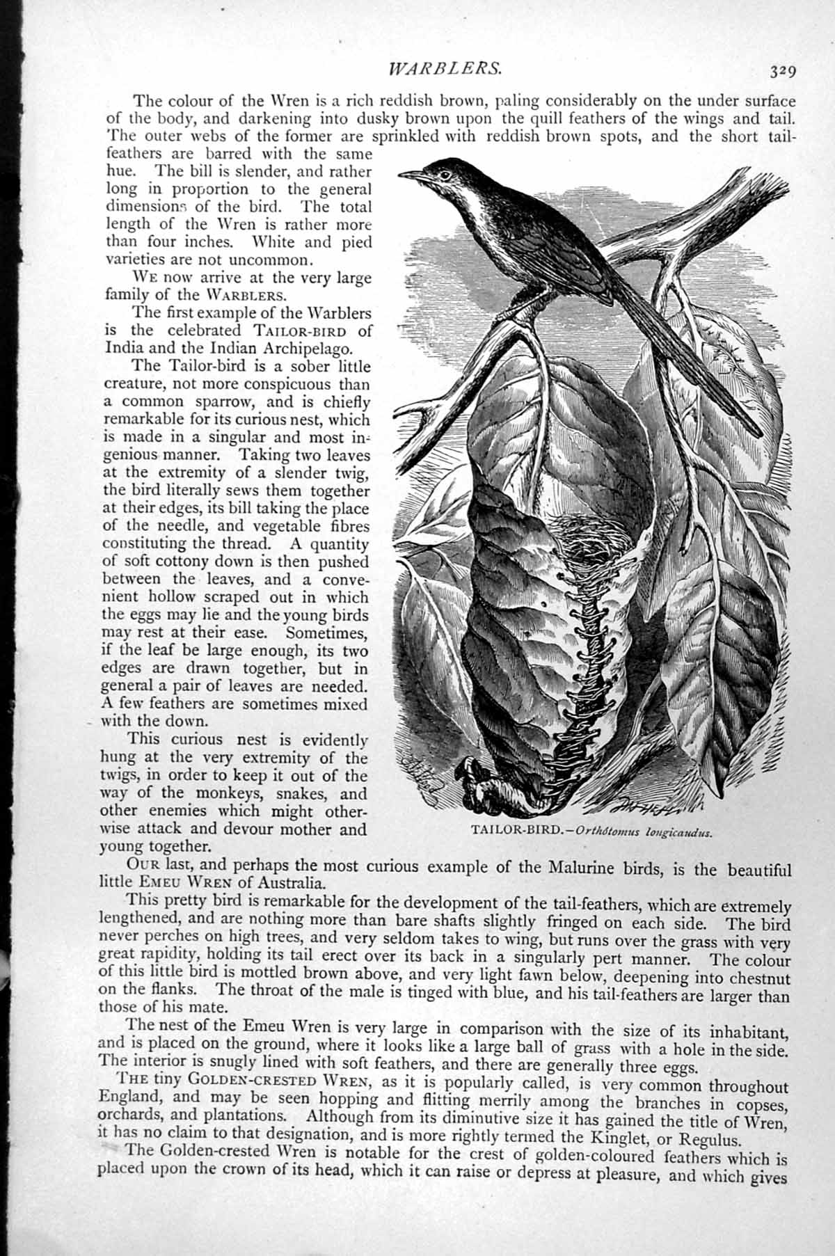 Original Old Antique Print Tailor Bird Rthotomus Longicaudus C1890 Victorian