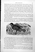 Original Old Antique Print Black-Cap Warbler Sylvia Atricapilla C1890 Victorian