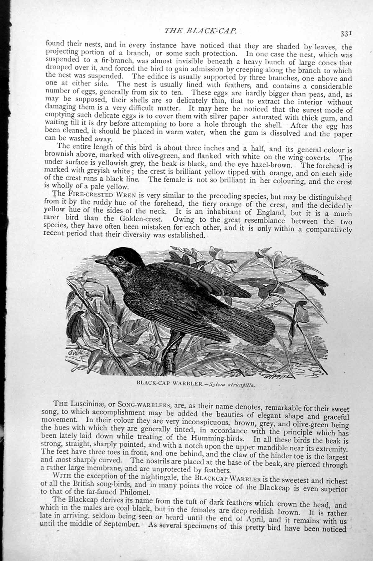 Original Old Antique Print Black-Cap Warbler Sylvia Atricapilla C1890 Victorian