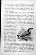 Original Old Antique Print Wheatear Saxicola Aenanthe C1890 19th