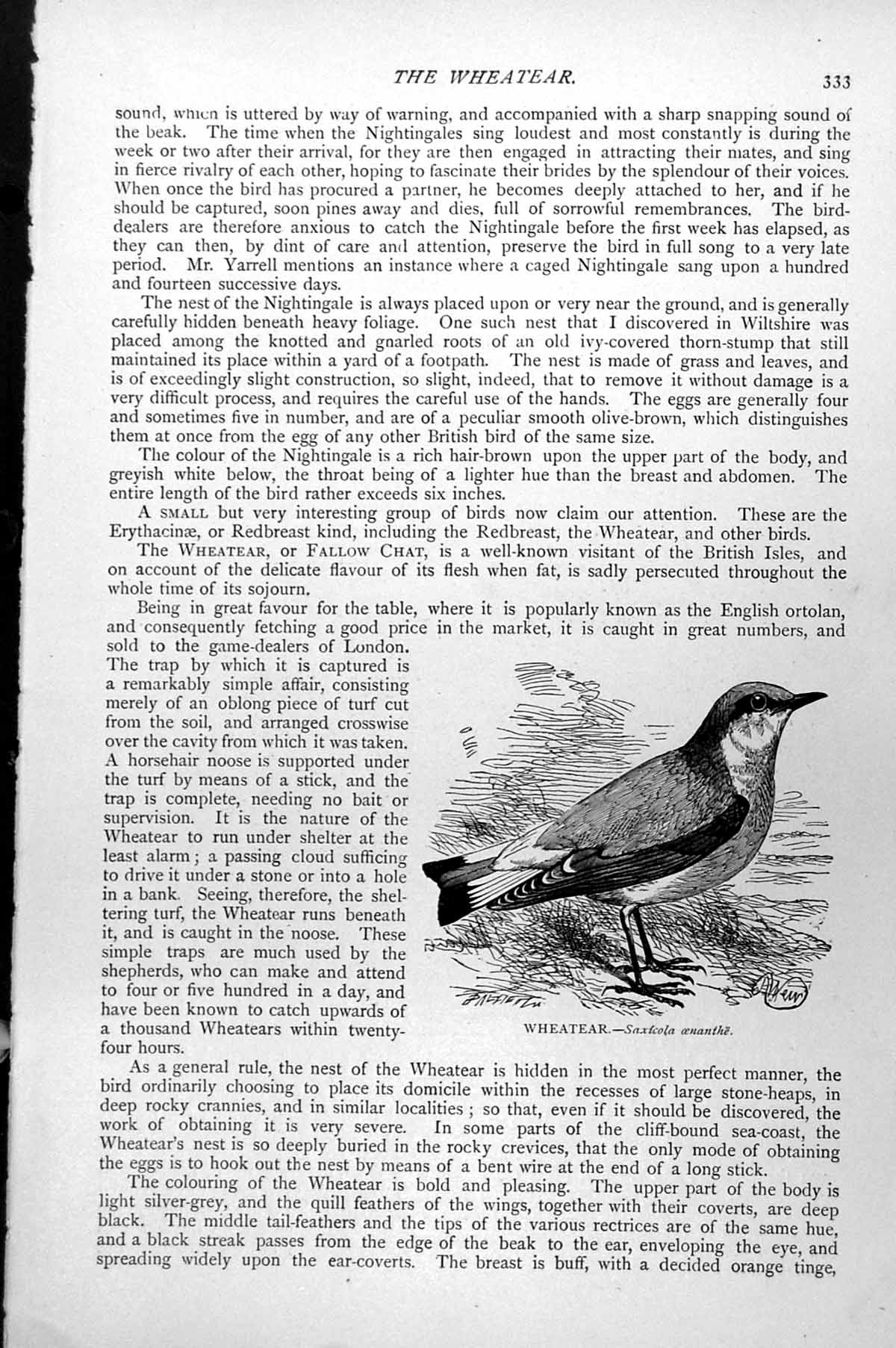 Original Old Antique Print Wheatear Saxicola Aenanthe C1890 19th