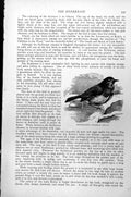 Original Old Antique Print Redbreast Erythacus Rubecula C1890 19th