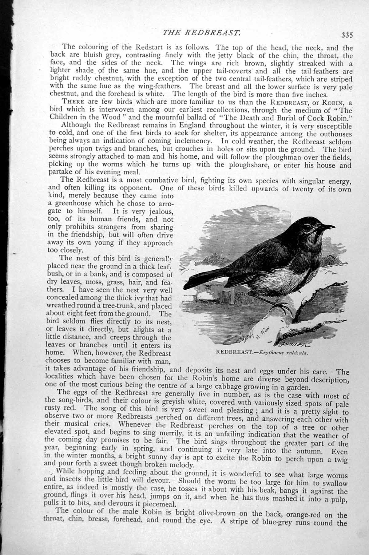 Original Old Antique Print Redbreast Erythacus Rubecula C1890 19th