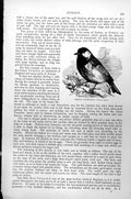 Original Old Antique Print Great Titmouse Great Tit Parus Major C1890 Victorian