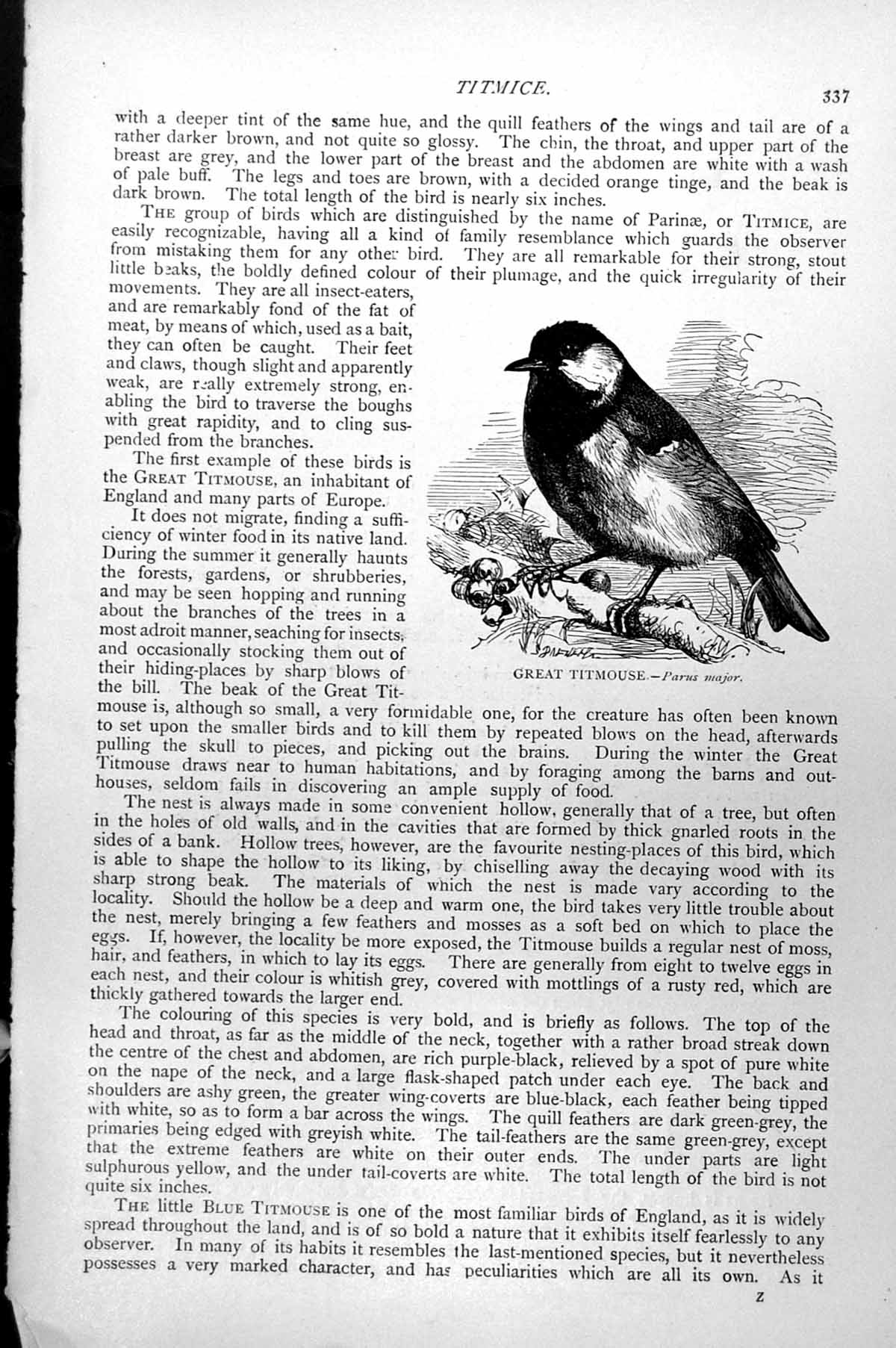 Original Old Antique Print Great Titmouse Great Tit Parus Major C1890 Victorian