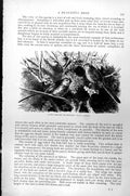 Original Old Antique Print Long-Tailed Titmouse Tit Parus Caudatus C1890 19th