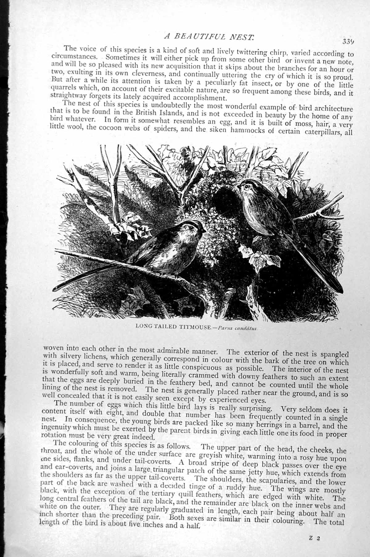 Original Old Antique Print Long-Tailed Titmouse Tit Parus Caudatus C1890 19th