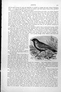 Original Old Antique Print Meadow Pipit Anthus Pratensis C1890 19th