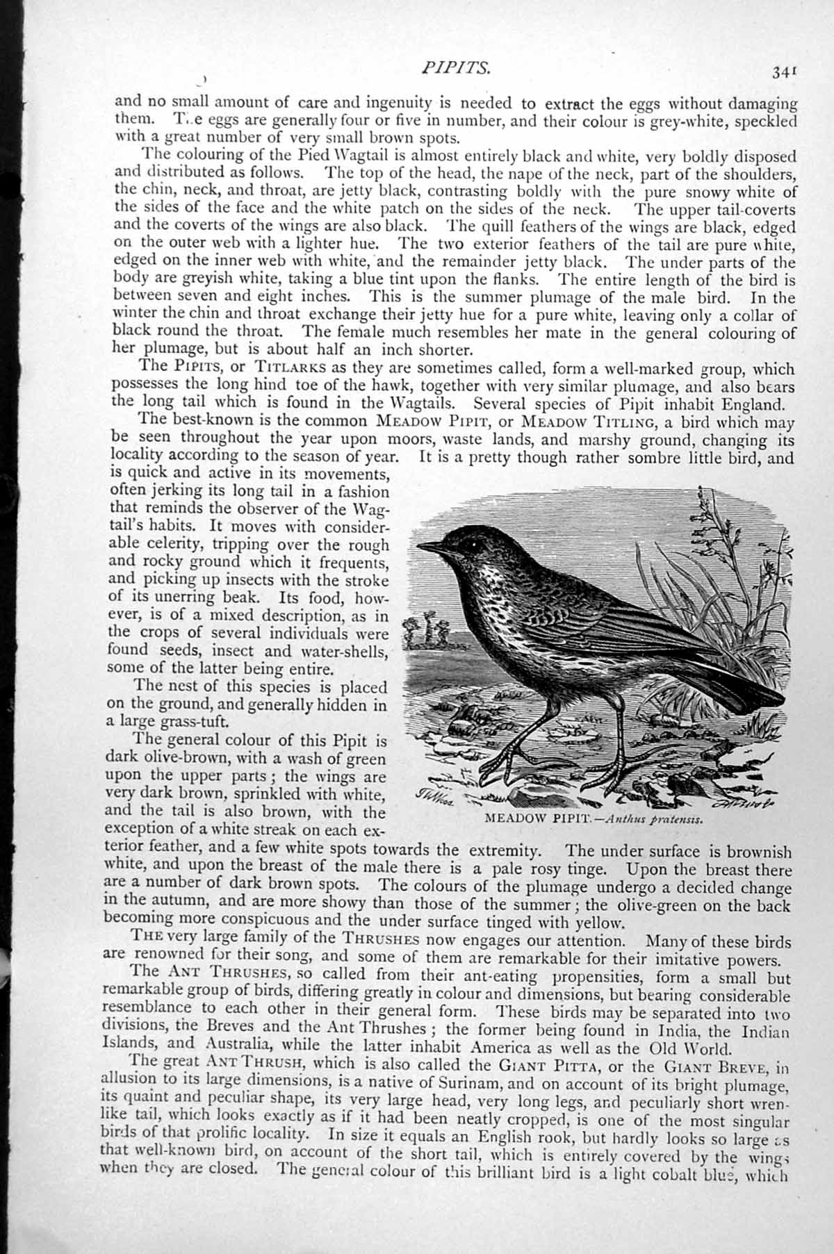Original Old Antique Print Meadow Pipit Anthus Pratensis C1890 19th