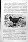 Original Old Antique Print Dipper Hydrobates Cinclus C1890 19th