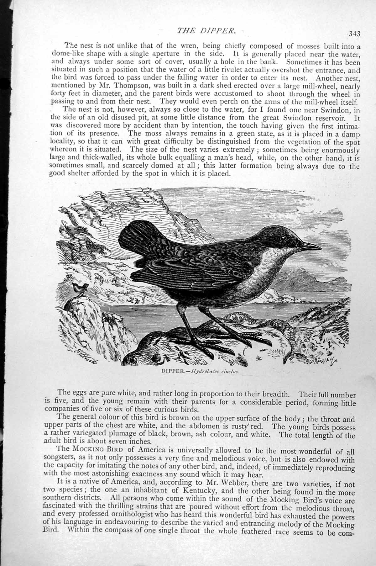 Original Old Antique Print Dipper Hydrobates Cinclus C1890 19th
