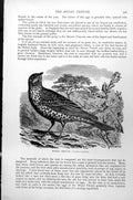 Original Old Antique Print Missel Thrush Turdus Viscivorus C1890 19th
