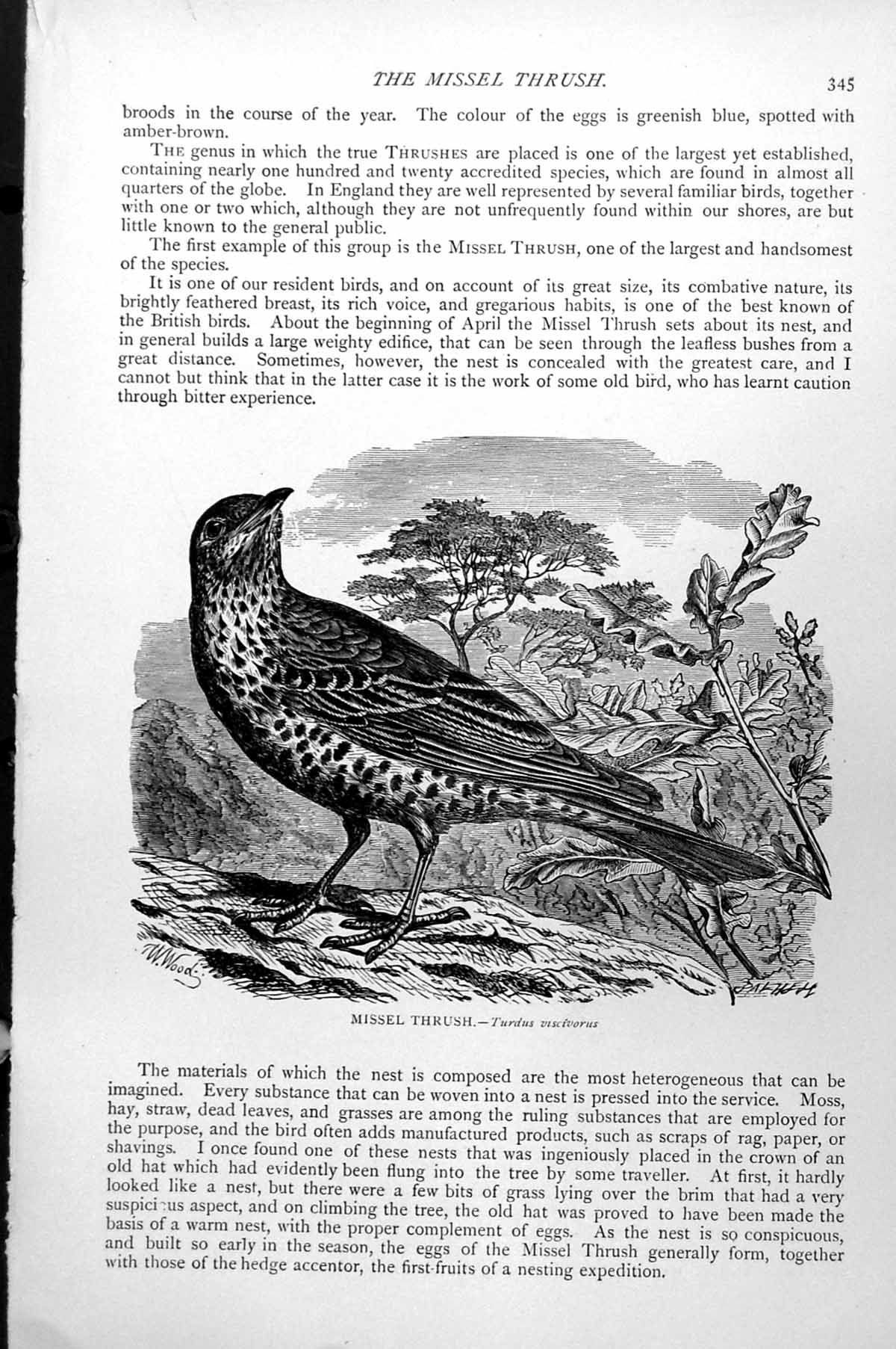 Original Old Antique Print Missel Thrush Turdus Viscivorus C1890 19th