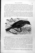 Original Old Antique Print Blackbird Turdus Merula C1890 19th Century