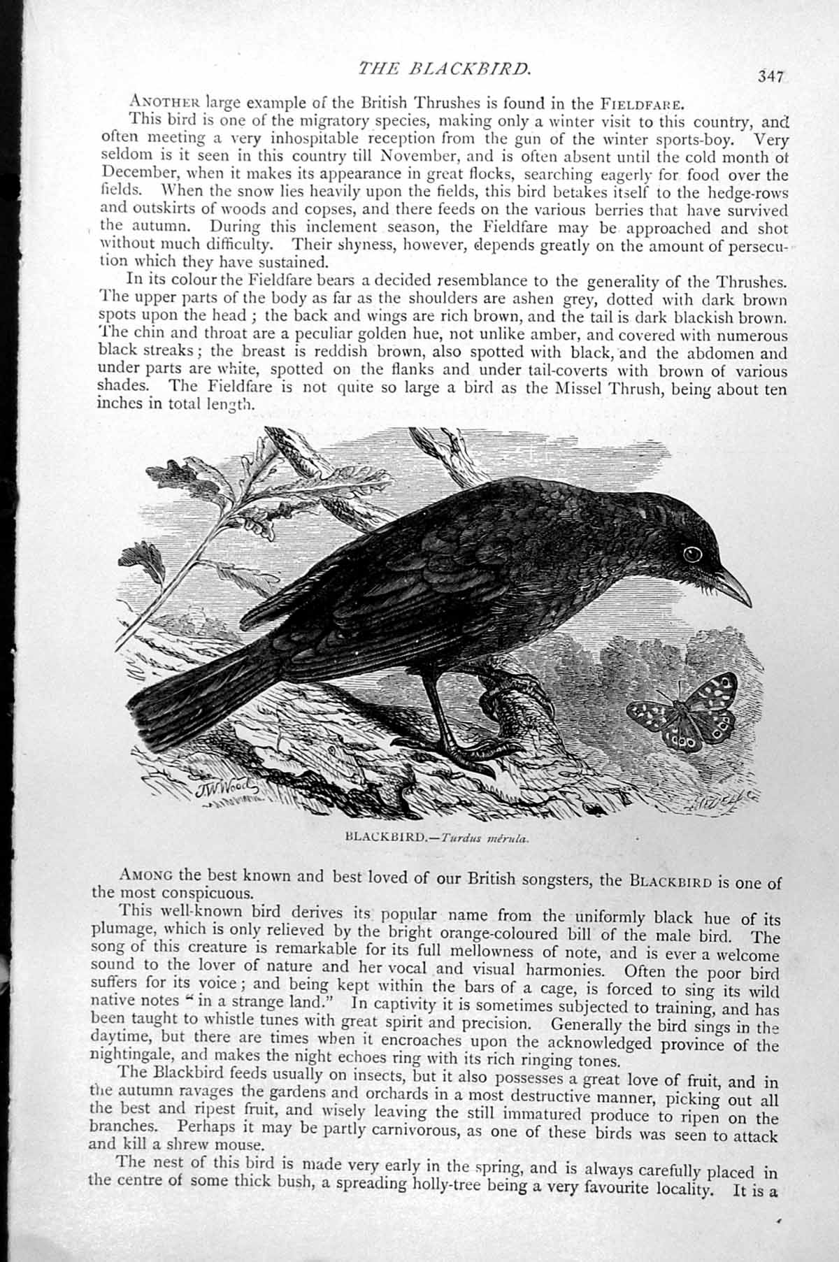 Original Old Antique Print Blackbird Turdus Merula C1890 19th Century