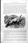 Original Old Antique Print Gen Oriole Oriolus Galbula C1890 19th