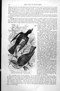 Antique Old Print Pied Flycatcher Musicapa Atricapilla Spotted Grisola C1890