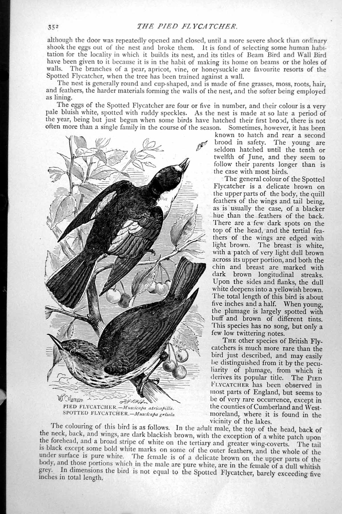 Antique Old Print Pied Flycatcher Musicapa Atricapilla Spotted Grisola C1890