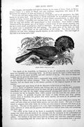 Original Old Antique Print King Tody Bird Muscivora Regia C1890 19th
