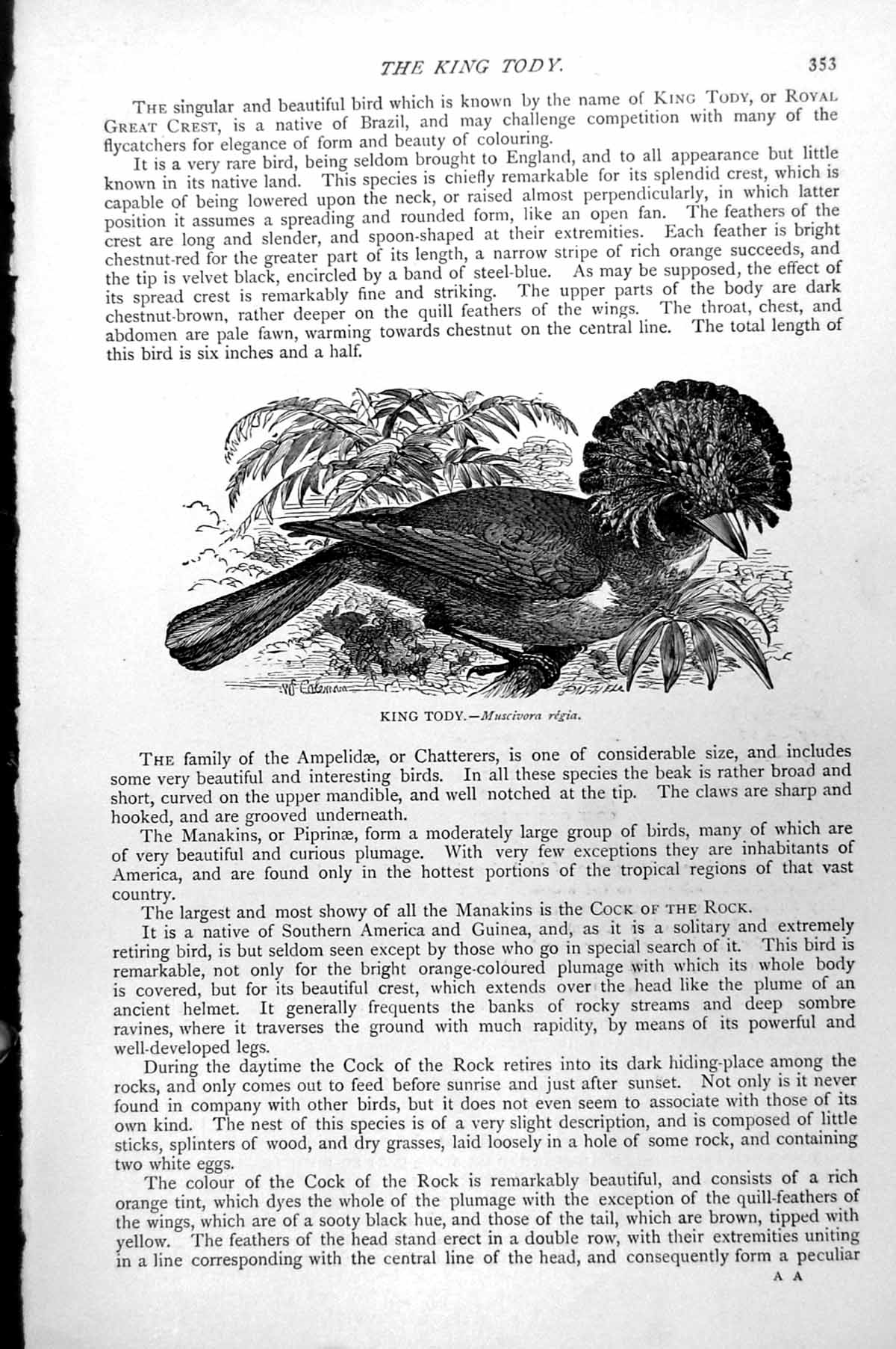 Original Old Antique Print King Tody Bird Muscivora Regia C1890 19th