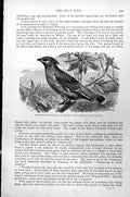 Antique Old Print Bohemian Waxwing Or Waxen Chatterer Ampelis Garrula C1890