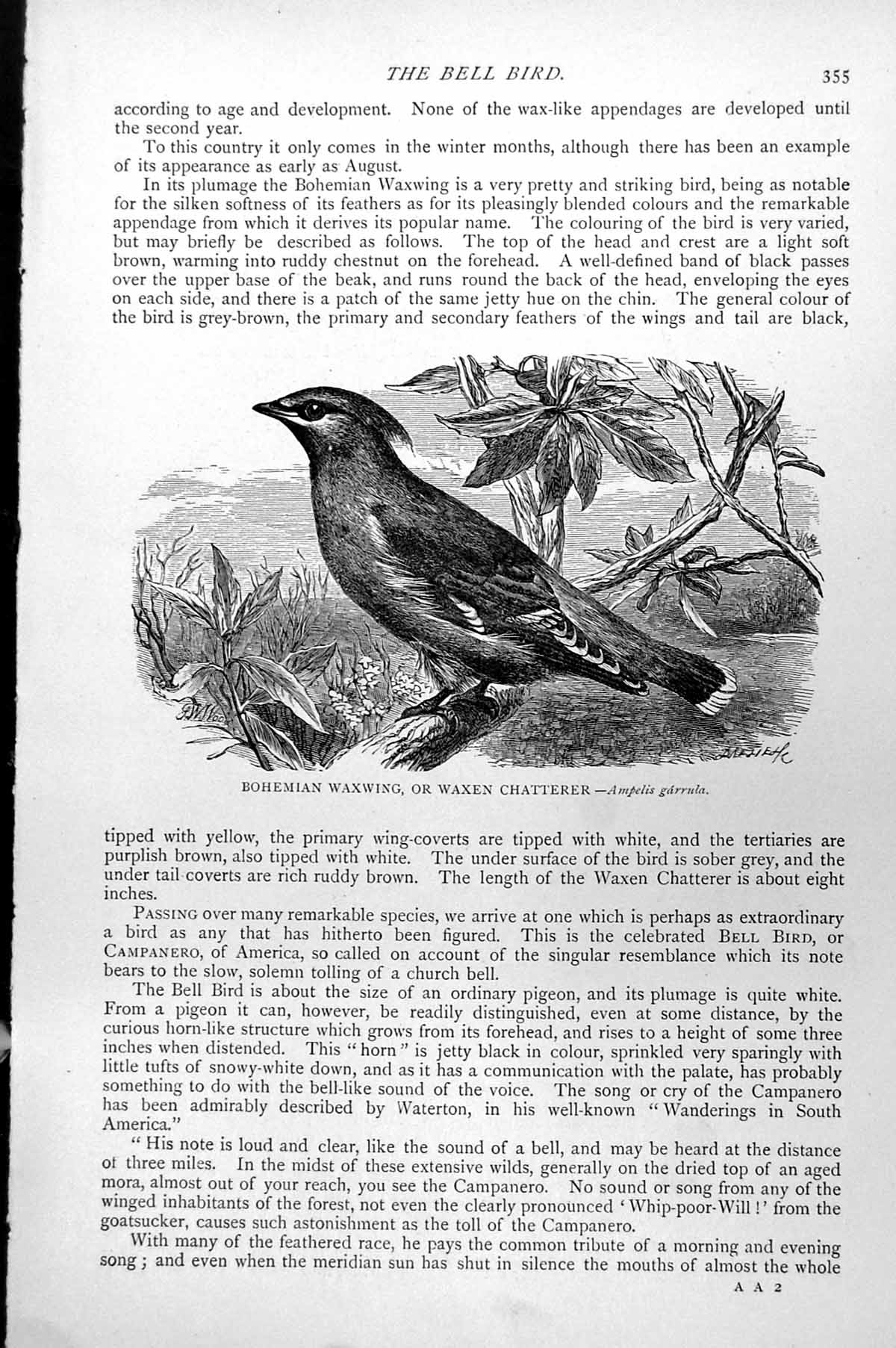 Antique Old Print Bohemian Waxwing Or Waxen Chatterer Ampelis Garrula C1890