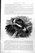 Original Old Antique Print Red-Backed Shrike Enneoctonnus Collurio C1890 19th