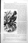 Original Old Antique Print The Jay Garrulus Glandarius C1890 19th