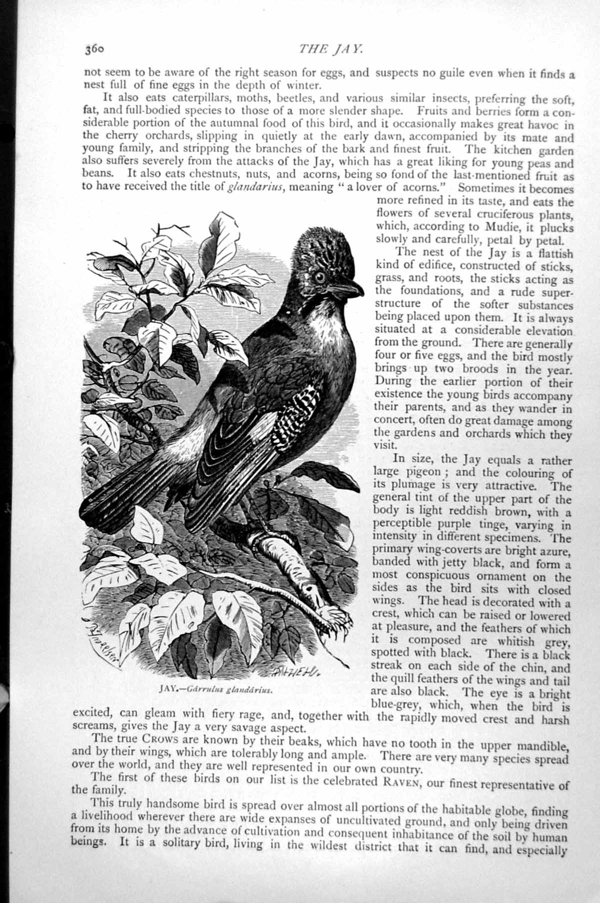 Original Old Antique Print The Jay Garrulus Glandarius C1890 19th