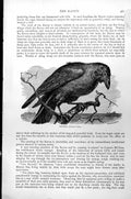 Original Old Antique Print Raven Corvus Corax C1890 19th Century