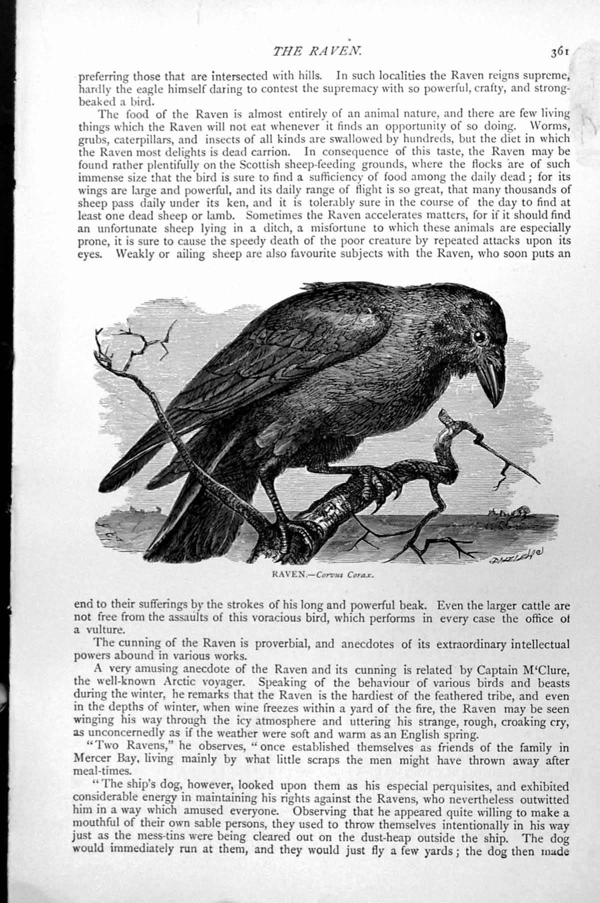 Original Old Antique Print Raven Corvus Corax C1890 19th Century