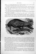 Original Old Antique Print Rook Corvus Frugilegus C1890 19th Century
