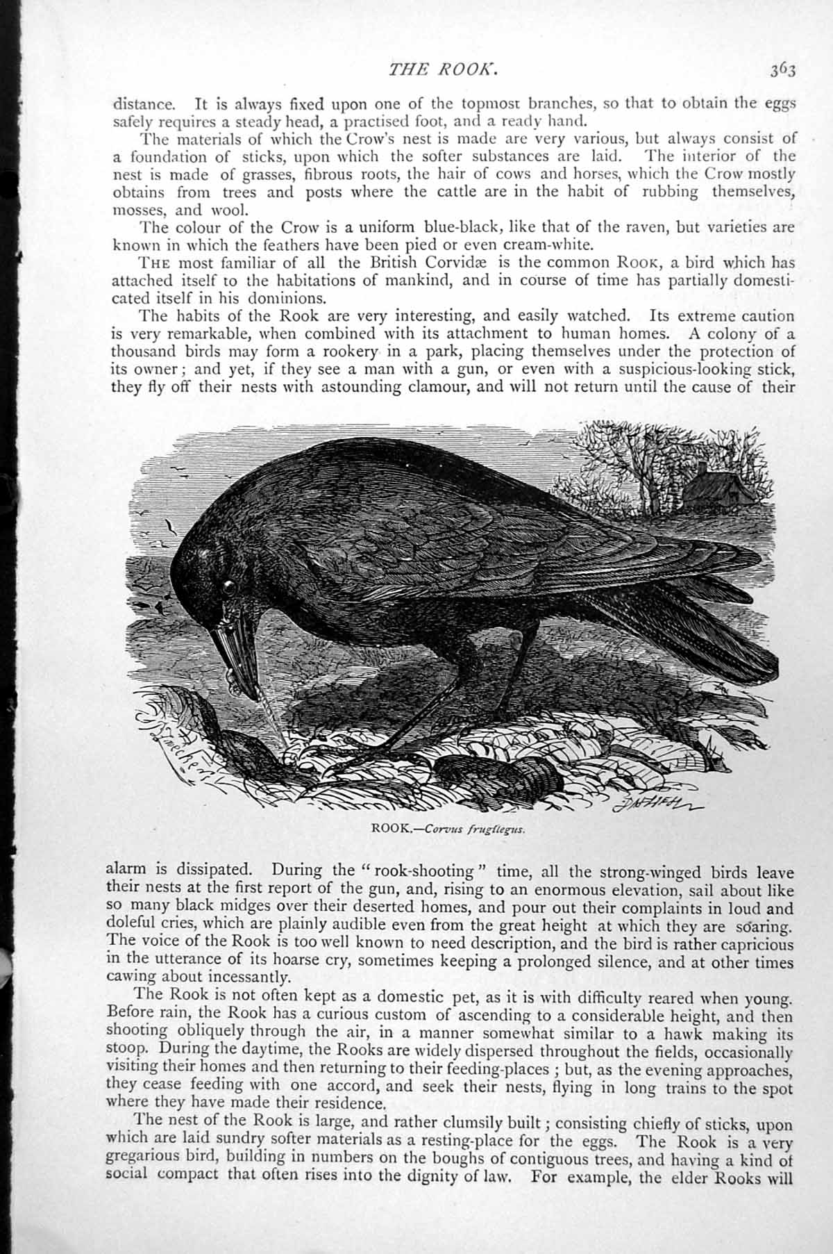 Original Old Antique Print Rook Corvus Frugilegus C1890 19th Century