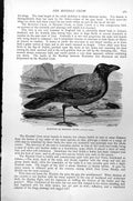 Original Old Antique Print Royston Or Hooded Crow Corvus Cornix C1890 Victorian