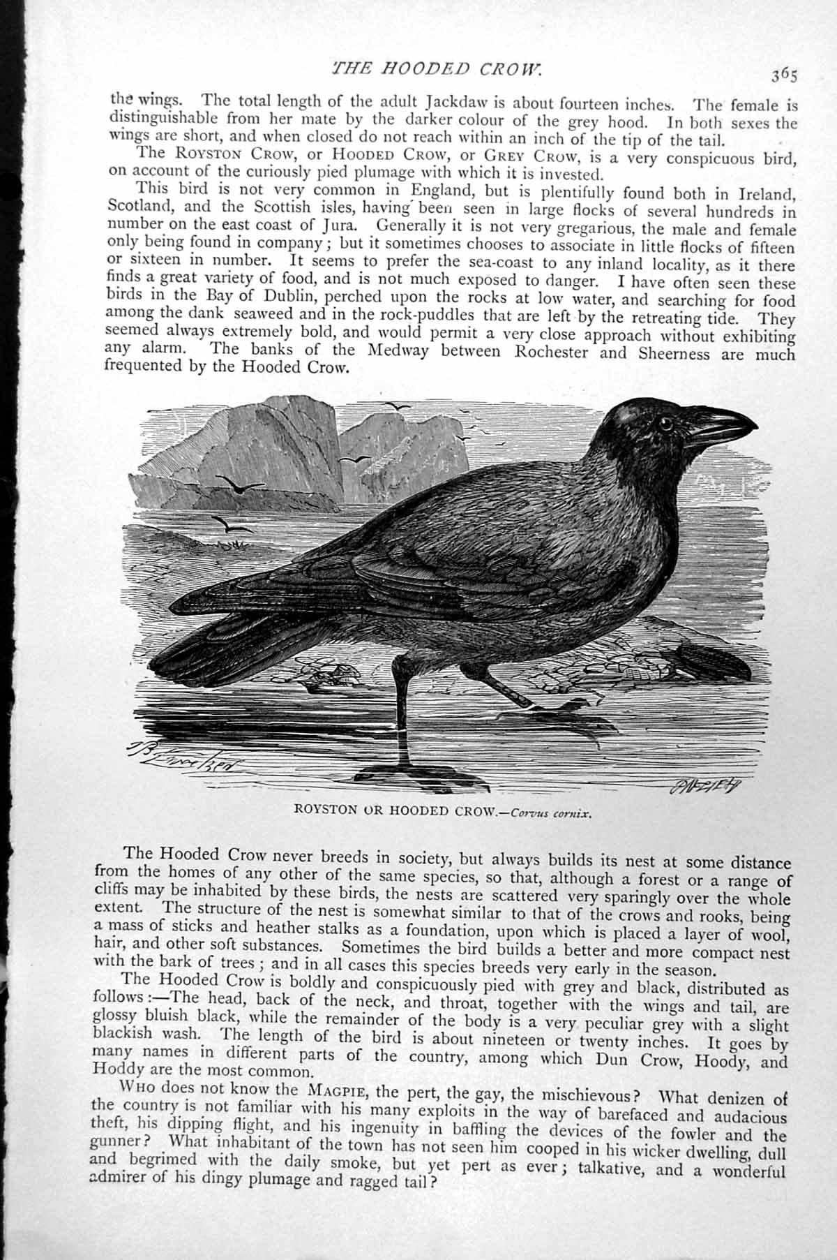 Original Old Antique Print Royston Or Hooded Crow Corvus Cornix C1890 Victorian