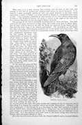 Original Old Antique Print Chough Coracia Gracula C1890 19th Century